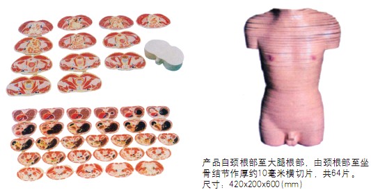 男性軀干橫切面模型